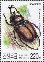 Horned Beetle (Xylotrupes dichotomus)