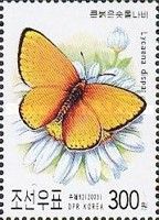 Large Copper (Lycaena dispar)
