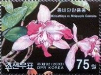 Minicattleya coerulea