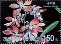 Calanthe discolor