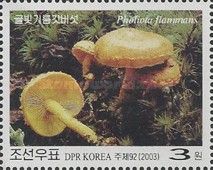 Pholiota flammans
