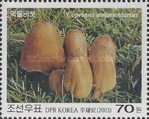 Coprinus atramentarius