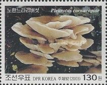 Pleurotus cornucopiae