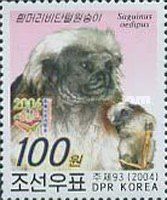 Cotton-top Tamarin (Saguinus oedipus)