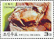 Calcinoplax antiqua
