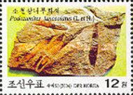 Podozamites lanceolatus