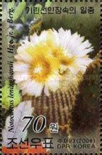 Notocactus leninghausii