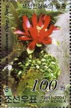 Gymnocalycium baldianum