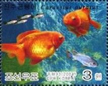 Goldfish (Carassius auratus auratus)