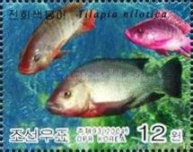 Nile Tilapia (Tilapia nilotica)