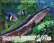 Northern Snakehead (Ophiocephalus argus)