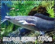 North African Catfish (Clarias gariepinus)
