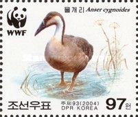 Swan Goose (Anser cygnoides)