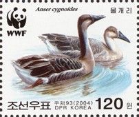 Swan Goose (Anser cygnoides)