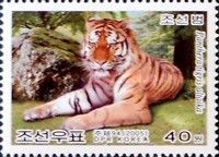Siberian Tiger (Panthera tigris altaica)