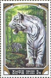 Siberian Tiger (Panthera tigris altaica) - Albino