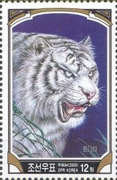 Siberian Tiger (Panthera tigris altaica) - Albino