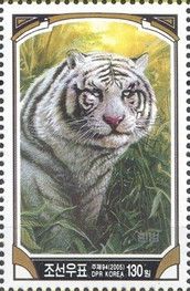 Siberian Tiger (Panthera tigris altaica) - Albino