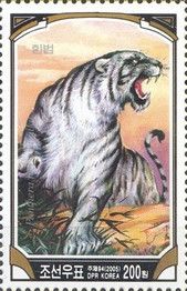 Siberian Tiger (Panthera tigris altaica) - Albino