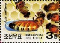 European Honey Bee (Apis mellifera)