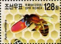 European Honey Bee (Apis mellifera)
