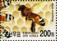 European Honey Bee (Apis mellifera)