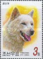 Akita Inu (Canis lupus familiaris)