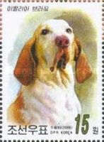 Beagle (Canis lupus familiaris)