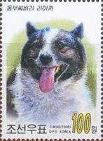 Shiba Dog (Canis lupus familiaris)