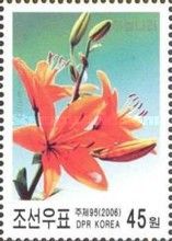 Lilium concolor