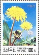 Taraxacum platycarpum