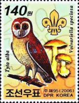 Western Barn Owl (Tyto alba), Big Sheat Mushroom (Volvariell
