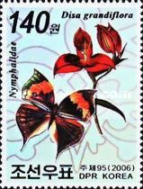 Nymphalid Butterfly, Red Disa (Disa grandiflora)