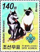 Alaskan Melamute (Canis lupus familiaris), Burmese Cat (Feli