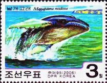 Humpback Whale (Megaptera nodosa)