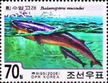 Blue Whale (Balaenoptera musculus)