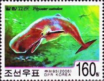 Sperm Whale (Physeter catodon)
