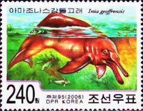 Amazon River Dolphin (Inia geoffrensis)