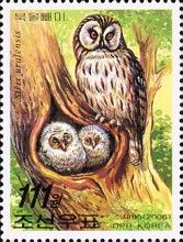 Ural Owl (Strix uralensis)