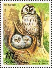 Ural Owl (Strix uralensis)
