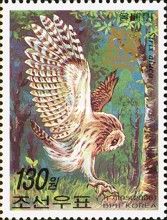 Tawny Owl (Strix aluco)