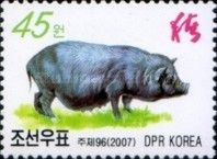 Domestic Pig (Sus scrofa domestica)