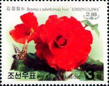 Begonia "Kimjongilia"
