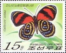 Astarte Eighty-eight (Callicore selima)