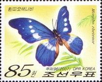 Blue Morpho (Morpho rhetenor)
