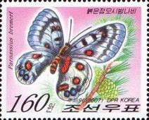 Swallopwtail (Parnassius bremeri)