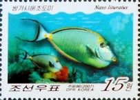 Orangespine Unicornfish (Naso lituratus)