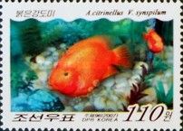 Midas Cichlid (Amphilophus citrinellus)