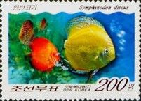 Blue Discus (Symphysodon aequifasciata)
