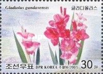 Garden gladiolus (Gladiolus gandavensis)
